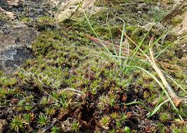 Attēlu rezultāti vaicājumam “Polytrichales”