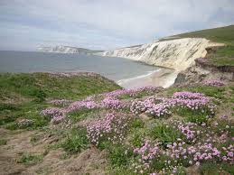 Attēlu rezultāti vaicājumam “Armeria vulgaris leaf”