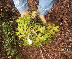 Attēlu rezultāti vaicājumam “Lobaria pulmonaria”