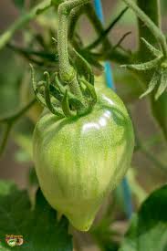 Afbeeldingsresultaat voor anna russian tomato