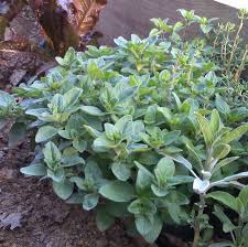 Image result for Oregano