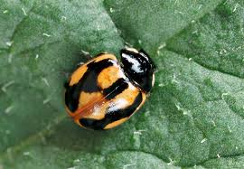 Attēlu rezultāti vaicājumam “Coccinella hieroglyphica”