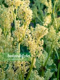 Attēlu rezultāti vaicājumam “Rheum rhabarbarum flower”