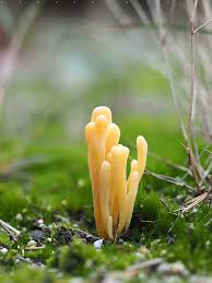 Attēlu rezultāti vaicājumam “Clavaria argillacea”