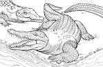 Crocodile coloring page