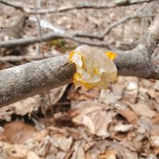 Attēlu rezultāti vaicājumam “Dacrymyces chrysospermus”