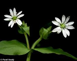 Attēlu rezultāti vaicājumam “Myosoton aquaticum”