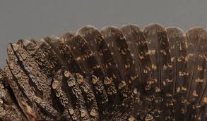 Attēlu rezultāti vaicājumam “Caprimulgus europaeus juvenile”