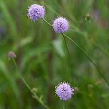 Image result for Succisella inflexa
