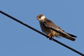 Image result for Falco amurensis