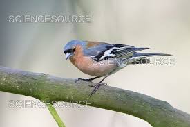 Attēlu rezultāti vaicājumam “Fringilla coelebs”