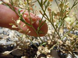 Attēlu rezultāti vaicājumam “Lepidium densiflorum flower”