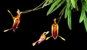 Attēlu rezultāti vaicājumam “Epirhoe tristata”