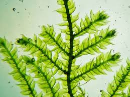 Attēlu rezultāti vaicājumam “Eurhynchium striatum”