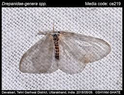 Attēlu rezultāti vaicājumam “Drepanidae”