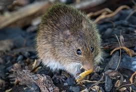 Attēlu rezultāti vaicājumam “Cricetidae”