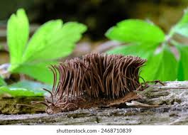 Attēlu rezultāti vaicājumam “Stemonitis marjana macro”