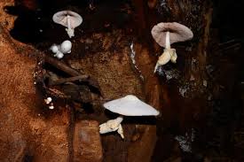 Attēlu rezultāti vaicājumam “Volvariella bombycina”