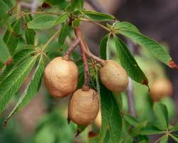 Attēlu rezultāti vaicājumam “Aesculus x hybrida fruit”