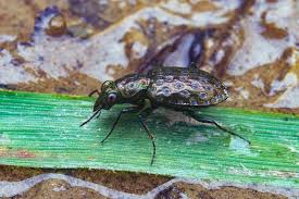 Attēlu rezultāti vaicājumam “Elaphrus cupreus”