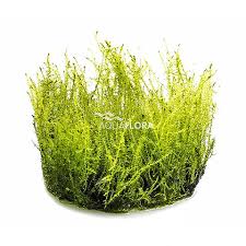 Attēlu rezultāti vaicājumam “Amblystegium serpens”