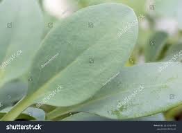 Attēlu rezultāti vaicājumam “Anthyllis maritima leaf”