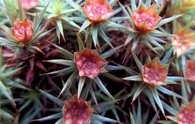 Attēlu rezultāti vaicājumam “Polytrichum juniperinum”