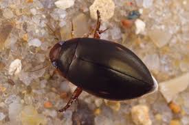 Attēlu rezultāti vaicājumam “Ilybius sp.”