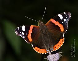 Attēlu rezultāti vaicājumam “Vanessa atalanta”