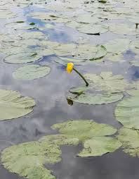 Attēlu rezultāti vaicājumam “Nuphar lutea flower”