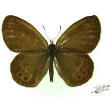 Attēlu rezultāti vaicājumam “Coenonympha hero”