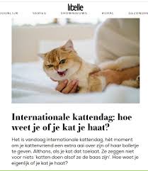 Afbeeldingsresultaat voor katten