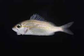 Image result for Haemulon aurolineatum