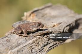 Attēlu rezultāti vaicājumam “Bufo bufo juvenile”