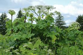 Attēlu rezultāti vaicājumam “Heracleum sosnowskyi”