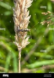 Attēlu rezultāti vaicājumam “Stenotus binotatus female”