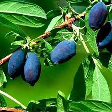 Attēlu rezultāti vaicājumam “Lonicera caerulea var. pallasii fruit”