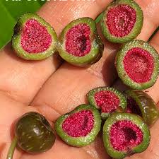 Attēlu rezultāti vaicājumam “Galium schultesii fruit”