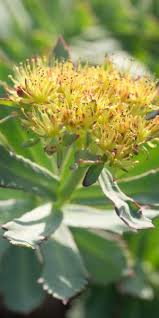 Attēlu rezultāti vaicājumam “Rhodiola rosea flower”