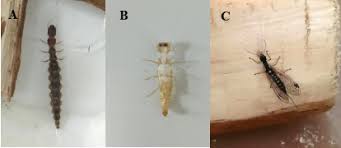 Attēlu rezultāti vaicājumam “Raphidioptera larva”