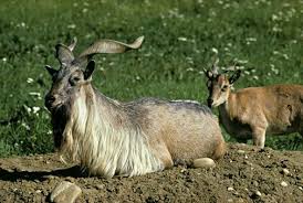 Attēlu rezultāti vaicājumam “Capra”