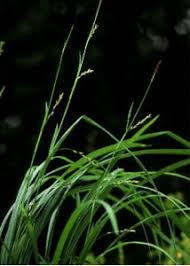 Attēlu rezultāti vaicājumam “Carex pilosa”
