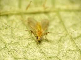 Attēlu rezultāti vaicājumam “Tanytarsus”