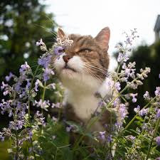 Image result for Katzenminze