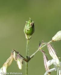 Attēlu rezultāti vaicājumam “Silene tatarica bud”