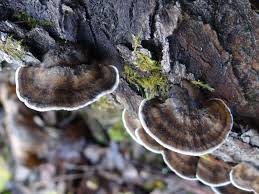 Attēlu rezultāti vaicājumam “Bjerkandera adusta”