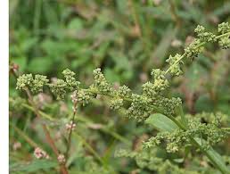 Attēlu rezultāti vaicājumam “Atriplex patula”