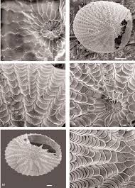 Attēlu rezultāti vaicājumam “Euxoa nigricans”