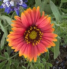 Image result for Gaillardia amblyodon