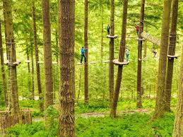Image result for The Go Ape Experience (Swinley Forest)